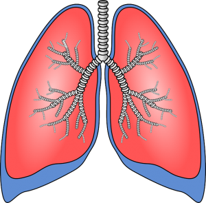 lungs-154282_640